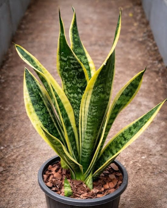 If you have this plant in your house, then you have… see more