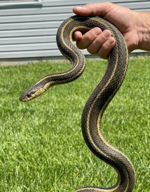 8 Easy Ways To Keep Snakes Away From Your Yard