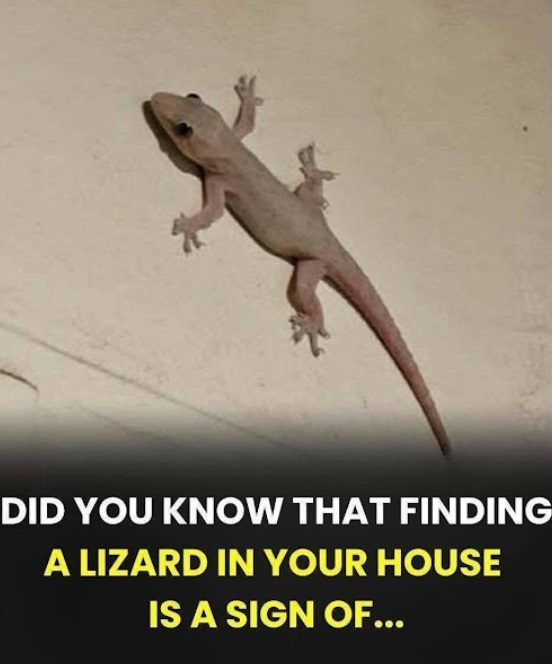What Does It Mean When You Find a Lizard in Your House?