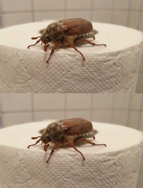 What Is This Bug? (And What to Do When You See One)