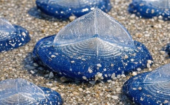 Found thousands of these translucent blue, plastic-looking ovals washed up on the beach today. They have a stiff fin on top and blue jelly underneath. Are they dangerous?