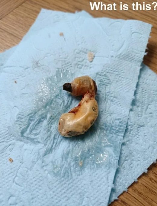 I Thought Something Horrifying Was Living Under My Bed… But the Truth Was Almost Funny