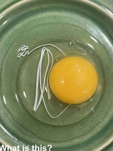 I Thought the White String in My Egg Was Something Dangerous—The Truth Completely Surprised Me