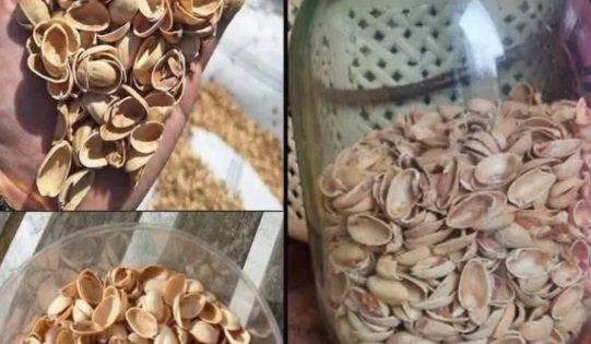 Reusing Pistachio Shells: How to Turn Them Into Powder and Use It in Your Garden