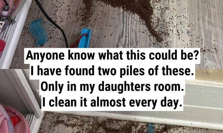 The Mystery Pile in My Daughter’s Room—Solved by the Internet