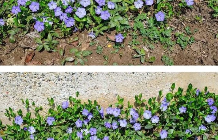 The Surprising Power of the Periwinkle Plant