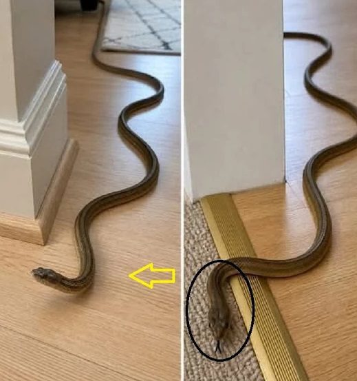 What Does It Mean When a Snake Enters Your Home? Folklore, Symbolism, and Practical Explanations