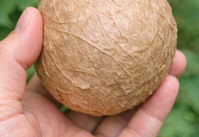 Discovered this large, papery ball under the trees in my yard. It’s light as a feather and completely hollow inside. Is it an egg?