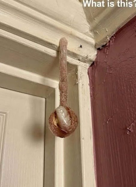 The Hidden Architect: Discovering a Mud Dauber Nest in a Hotel Room (And Why It’s a Moment of Wonder, Not Fear)
