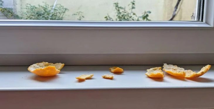 Don’t Toss Those Tangerine Peels! The Beautiful, Nostalgic Tip to a Fresh-Smelling Home (And Why Your Windowsill is the Perfect Spot)