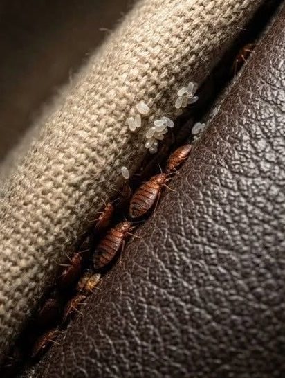 I discovered this hidden in a crack in my sofa… please don’t tell me these are bed bugs.