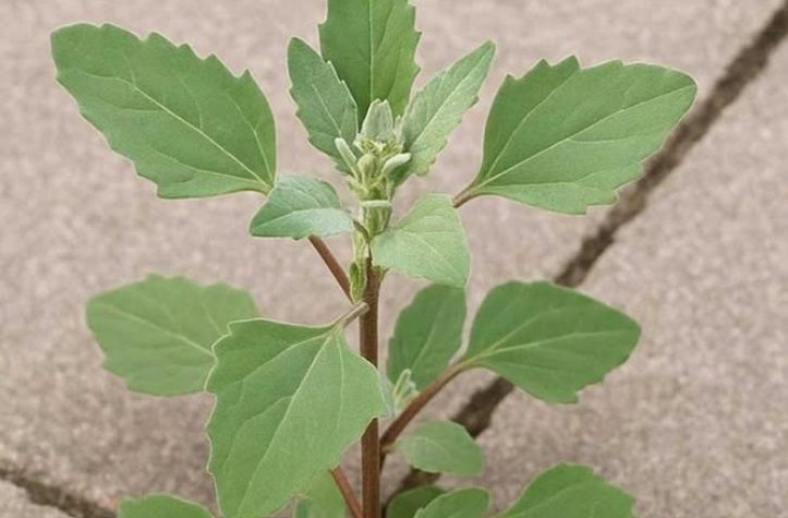 Stop pulling this up—it’s not a weed. Here’s why