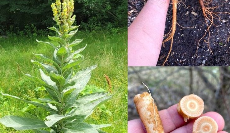 The Hidden Power of Mullein Roots: Nature’s Forgotten Respiratory Ally