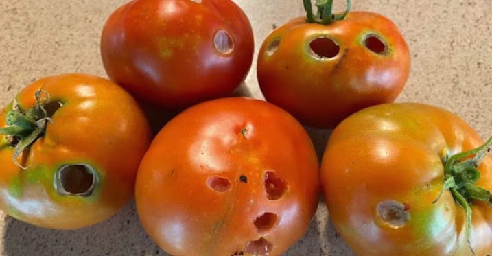 What It Means If You See These Holes in Tomatoes (And How to Save Your Harvest with Grace)