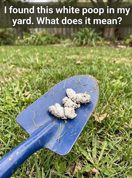 Why Would Your Pooch Have White Poop?