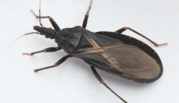 What To Do If Bitten By An Assassin Bug: A Practical Guide to Protection and Care