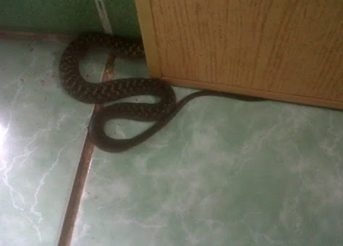 Found a Snake in Your House? Here’s What to Do Without Panicking
