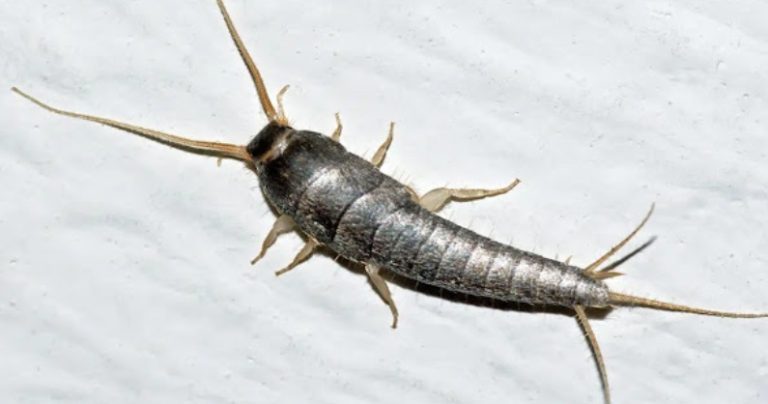 If You Find This Insect in Your Home, Here’s What It Means