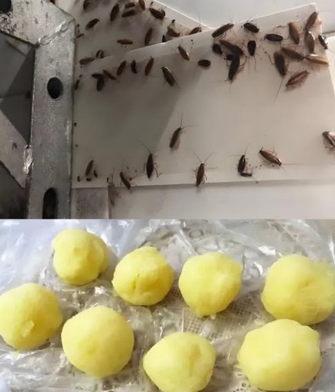 Goodbye Cockroaches in the House: The Natural Baking Soda Trick That Works Instantly