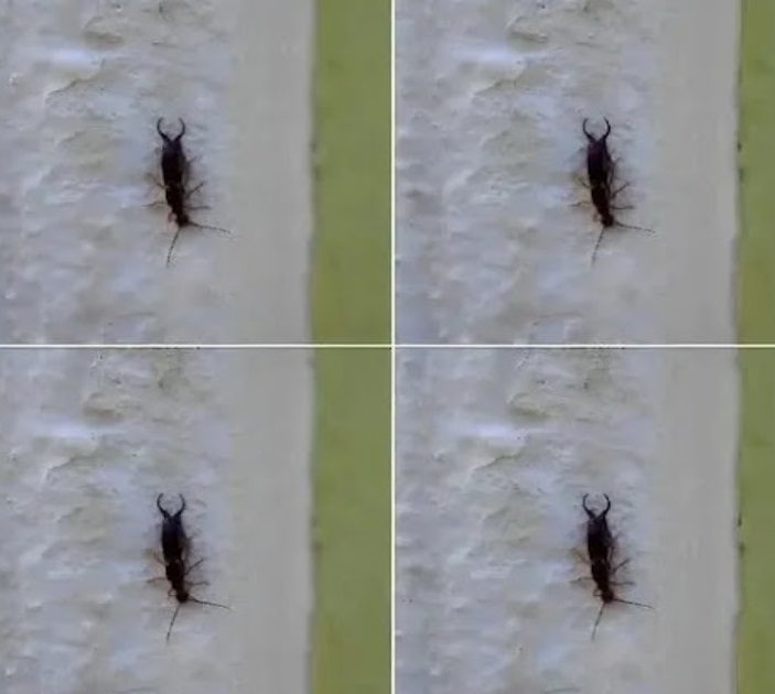 Warning! If You Have Found This Insect in Your Home, It’s a Sign That You Need to Check Your Pantry (And How to Gently Reclaim Your Kitchen)