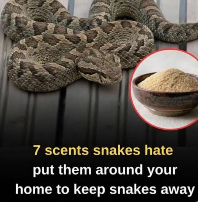 Let’s break down 7 smells snakes hate and how to use them to keep these slithery visitors away from your home