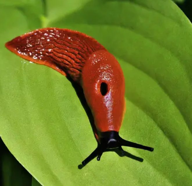 Red Slugs in the Garden: How to Identify and Manage Them