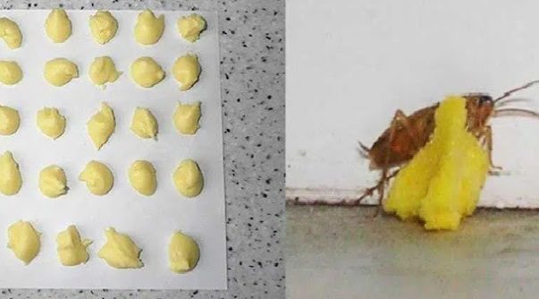 Boric Acid for Roaches — Effective, But Handle With Extreme Caution (Safer Options Included)