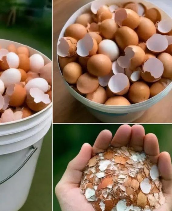 Can Boiling Eggshells Help With Disease? What’s The Truth?