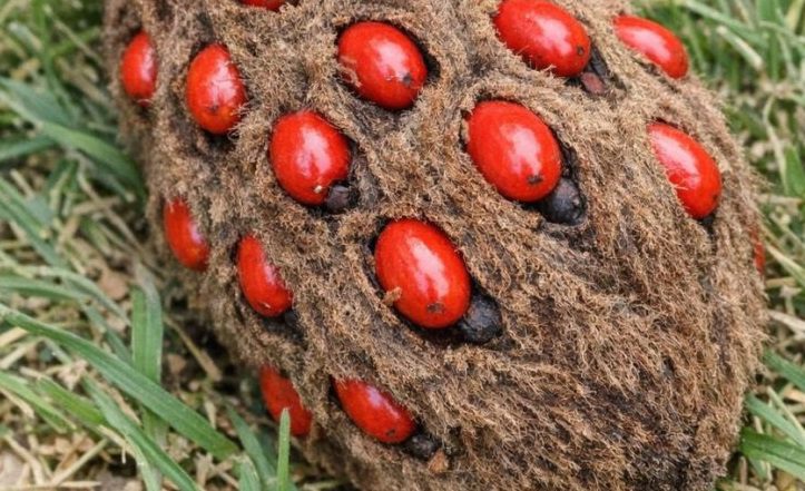 Found this strange fuzzy cone under my tree with bright red berries sticking out of it.