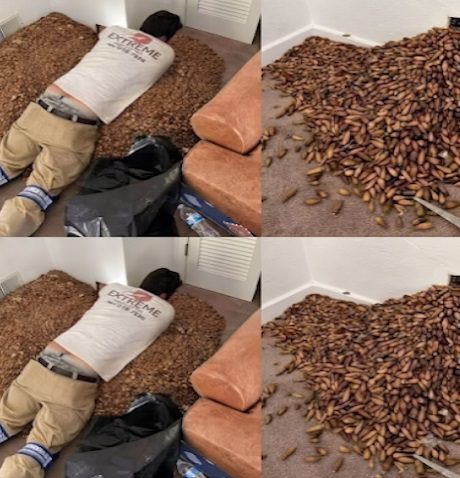 He Opened the Wall to Find the Source of a Strange Smell and Was Stunned