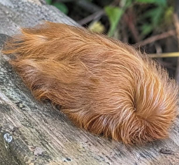Is This Fuzzy Caterpillar Harmless, or Is It Dangerous?