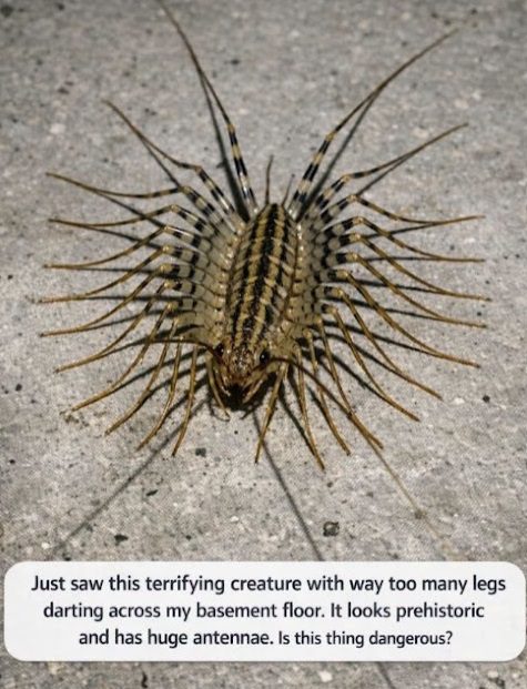 Just saw this terrifying creature with way too many legs darting across my basement floor. It looks prehistoric and has huge antennae. Is this thing dangerous?