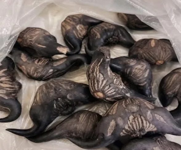 Mysterious Horned Fruits: What Water Caltrops Are, How to Prepare Them, and How to Eat Them Safely