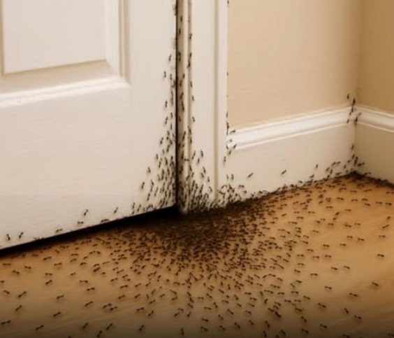 When ants invade your home, here’s what the Universe is trying to tell you
